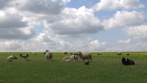 Sheep on a fields in early spring Stock Footage 104047728