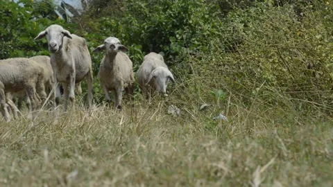 The sheep finished eating Stock Footage 212546393