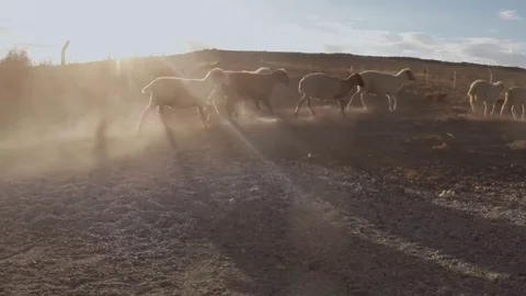 Sheep fleeing in the dust in the sunset rays cast long shadows Stock Footage 77877651