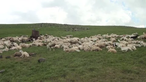 Sheep Floak in the mountain Stock Footage 235711415