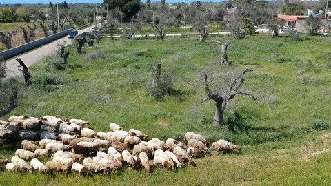 Sheep flock aerial view Stock-Footage 88251348
