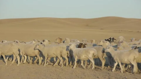 Sheep Flock on Arid Grassland Stock Footage 333321808