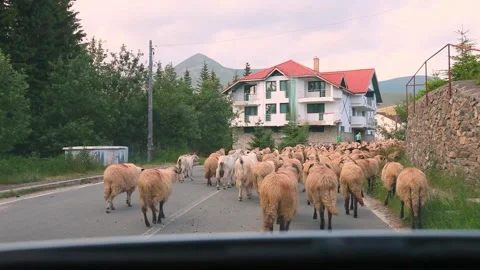 Sheep Flock Blocking Mountain Road Vidéo 314262373