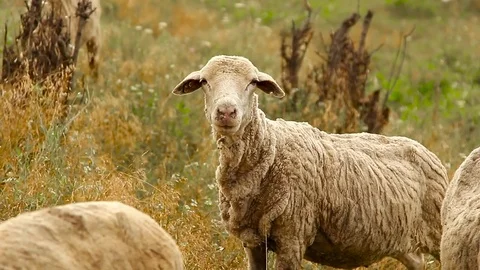 Sheep flock - Close-up Stock Footage 72979723