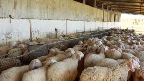Sheep flock eating inside a barn at a livestock farm 스톡 동영상 347486736