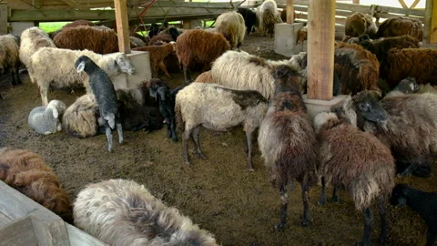 Sheep on a flock farm. Selective focus. Stock Footage 155875820
