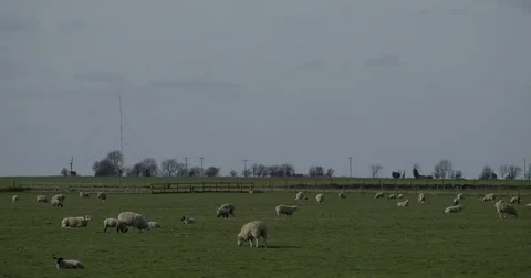 Sheep Flock in a Field Stock Footage 74114133