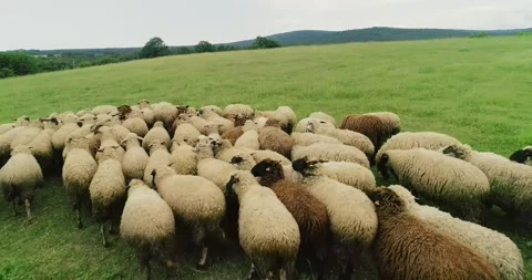 Sheep flock in the field Stock Footage 157749177