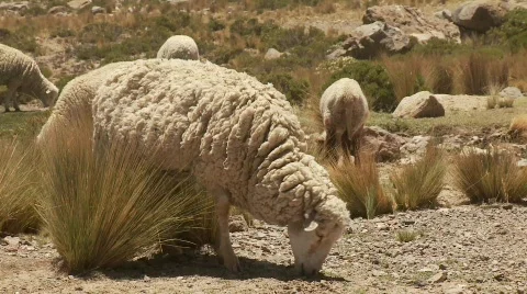 Sheep Flock 스톡 동영상 815922