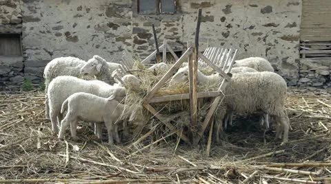 Sheep flock Stock Footage 11068469