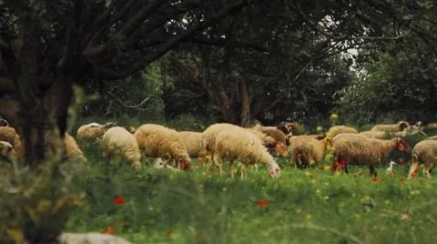 Sheep flock Video stock 57642798