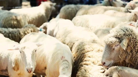 Sheep Flock 動画素材 98219636