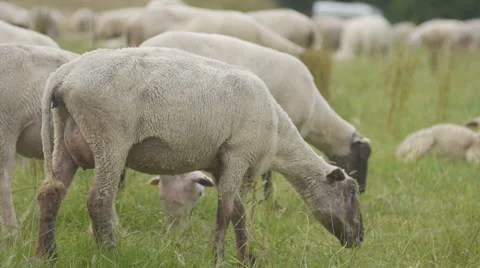 Sheep flock in German countryside Vídeo Stock 68934685