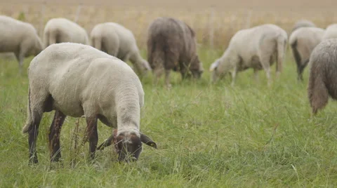 Sheep flock in German countryside Stock Footage 68934754