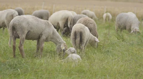 Sheep flock in German countryside 스톡 동영상 68934760