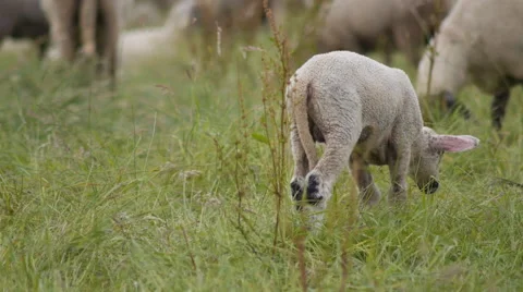 Sheep flock in German countryside Stock-Footage 68934779
