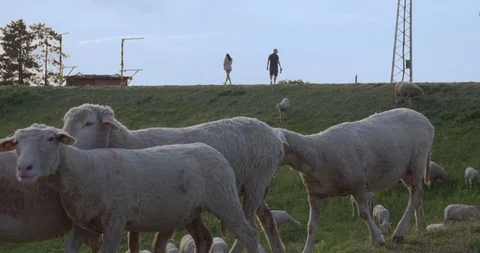 Sheep flock in grass field Vídeo Stock 130126451
