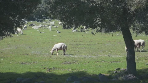 Sheep Flock Grazing in Field Smooth Camera Pan Eid al Adha Concept Stock Footage 331585806