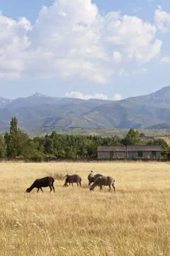 Sheep flock grazing Foto stock