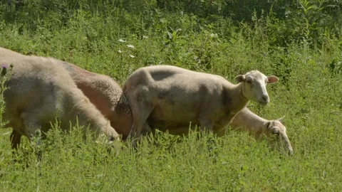 Sheep Flock Grazing in Tall Grass Stock Footage 282914703