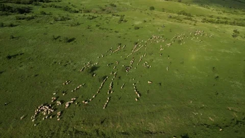 Sheep Flock on a Green Fields Video stock 245912423