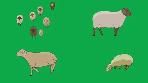 Sheep Flock Lamb Ram 2d animated cartoon character on green screen High Stockbeeldmateriaal 334703410