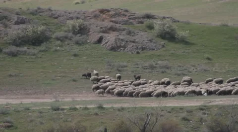 Sheep flock migrates through the spring pasture Vídeo Stock 62393280
