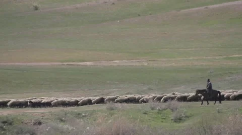 Sheep flock migrates through the spring pasture Stock Footage 62393457