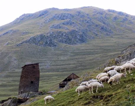 Sheep flock in the mountain Foto stock
