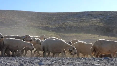 Sheep flock moves through dusty Afghan countryside - Sunset Farm and Dust Cloud Stock Footage 339750911