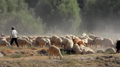Sheep flock moves through dusty Afghan countryside - Animal Group and Low Angle Stock Footage 339750925