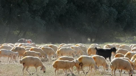Sheep flock moves through dusty Afghan countryside - Shepherd Boy and Low Angle Stock Footage 339751006