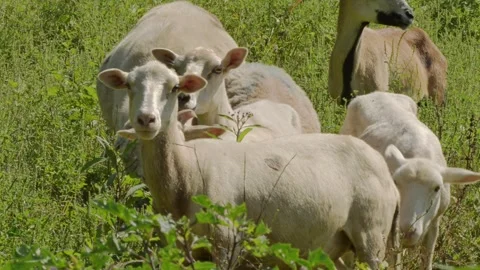 Sheep Flock Moving Toward Camera Video stock 282914883