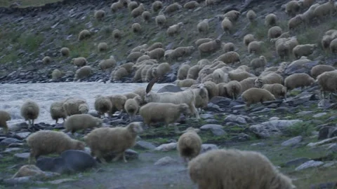 Sheep flock near river Stock Footage 138407533