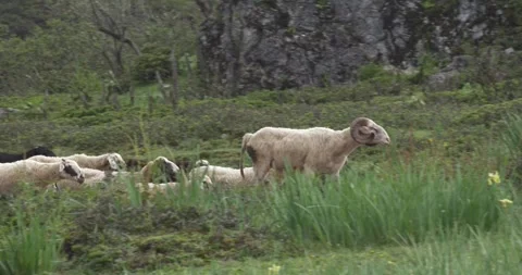 Sheep flock passing rocky area, meadows at early morning Stock Footage 291906153