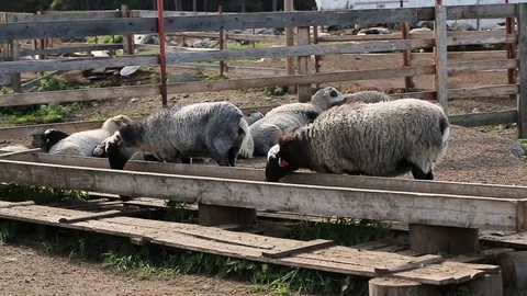 Sheep flock resting and eating in the backyard. Stock Footage 127526475