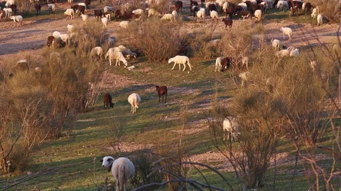 Sheep flock return to barnyard, climbing a hill with retamas, at golden hour Stock Footage 100986441