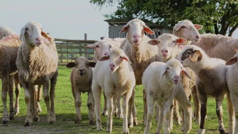 Sheep flock standing and panting in the heat on a sunny day. Video stock 335514780