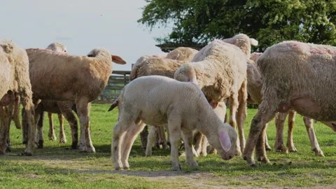 Sheep flock standing and panting in the heat on a sunny day. Stock Footage 335514782