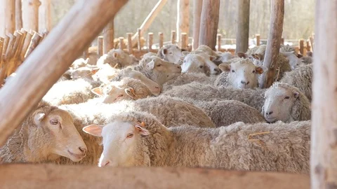 Sheep flock in sun light on eco farm - Lamb Organic Meat Products Stock Footage 109205270