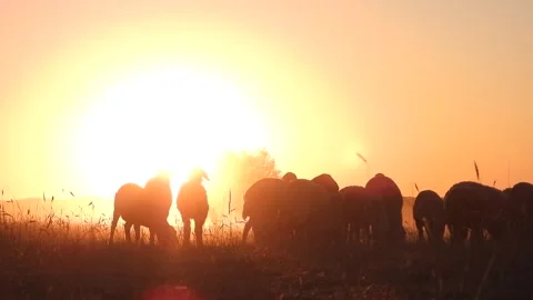 Sheep flock at sunset forms animal silhouettes across pasture, cinematic rural 스톡 동영상 333851381