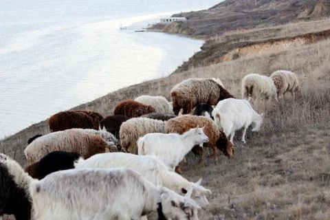 A sheep flock in a wilderness Stock Photos