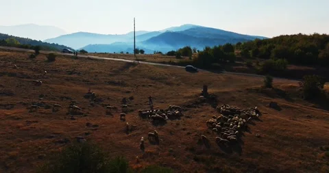 Sheep Flocking Around Water Source Sunset In Deep Blue Misty Serbian Stock Footage 300445822