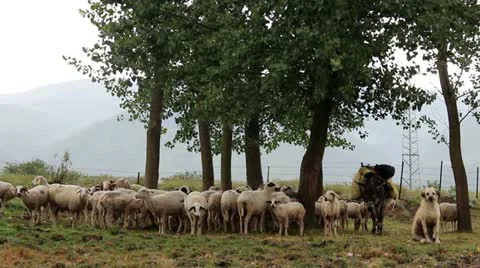 SHEEP FLOCKS AND DONKEY Stock Footage 12727344