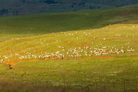 Sheep Flocks Mountains Stock Photos