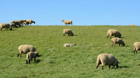 Sheep on flood protection system Stock Footage 35999902