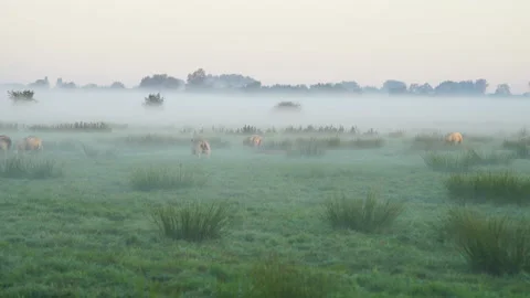 Sheep in the fog Stock Footage 132000739