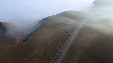 Sheep In The Foggy Mountain Stock Footage 168961801