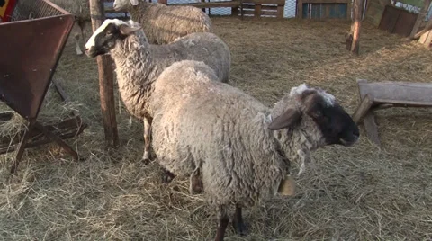 Sheep into the fold Stock Footage 37043059