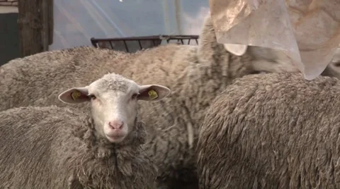 Sheep into the fold Vidéo 37045424